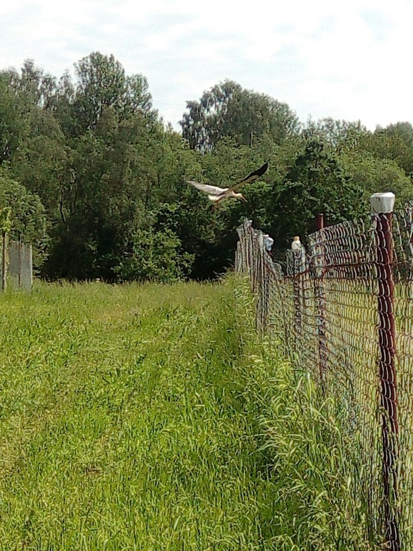 Black Stork - ML245063161