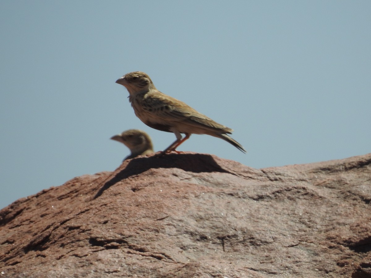 Gray-backed Sparrow-Lark - ML245065371