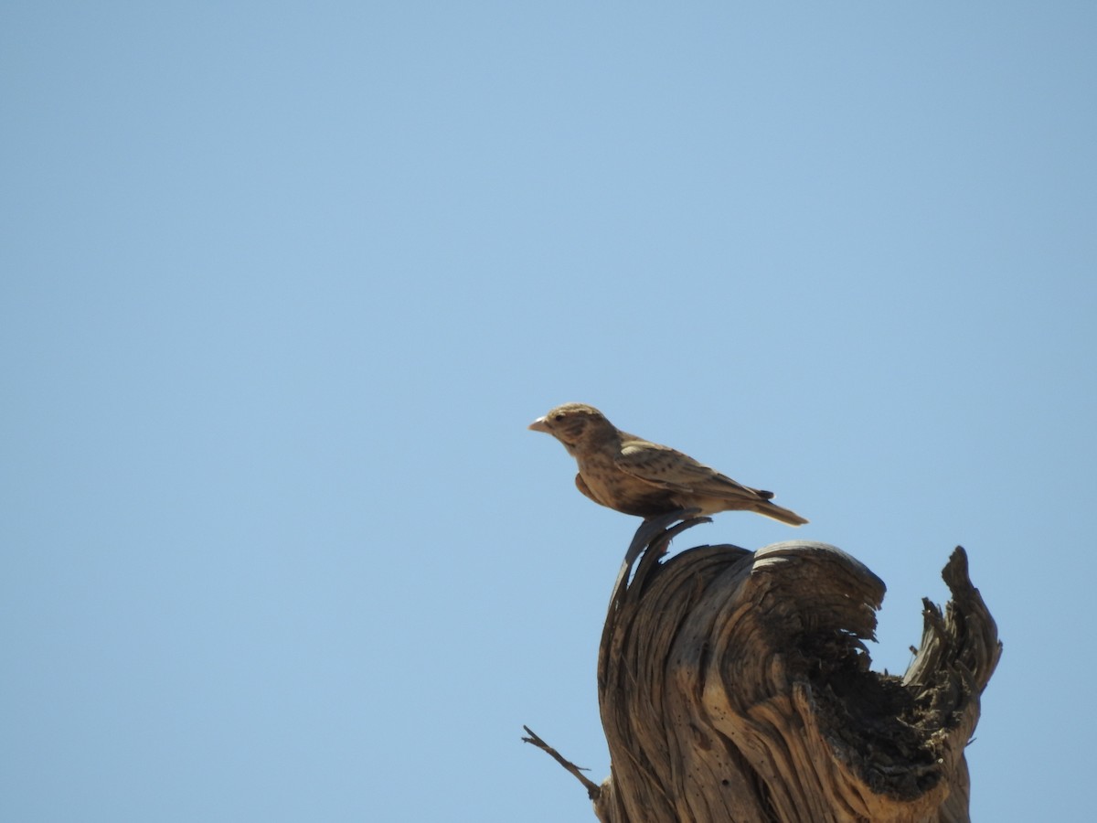 Gray-backed Sparrow-Lark - ML245065521