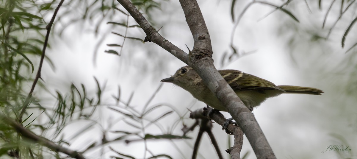 Hutton's Vireo - Janey Woodley
