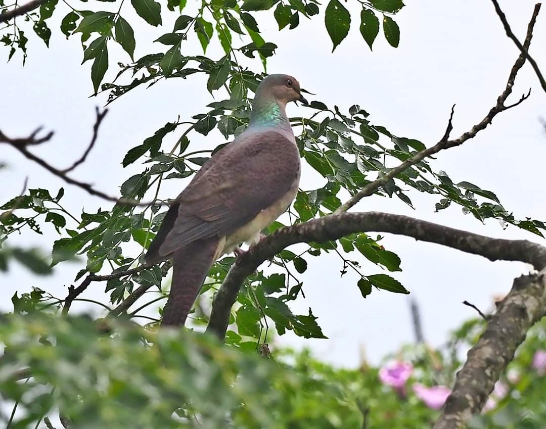 Barred Cuckoo-Dove - ML245068581