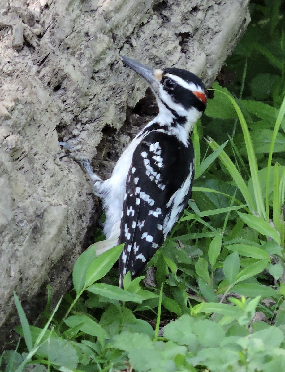 Hairy Woodpecker - ML245071451