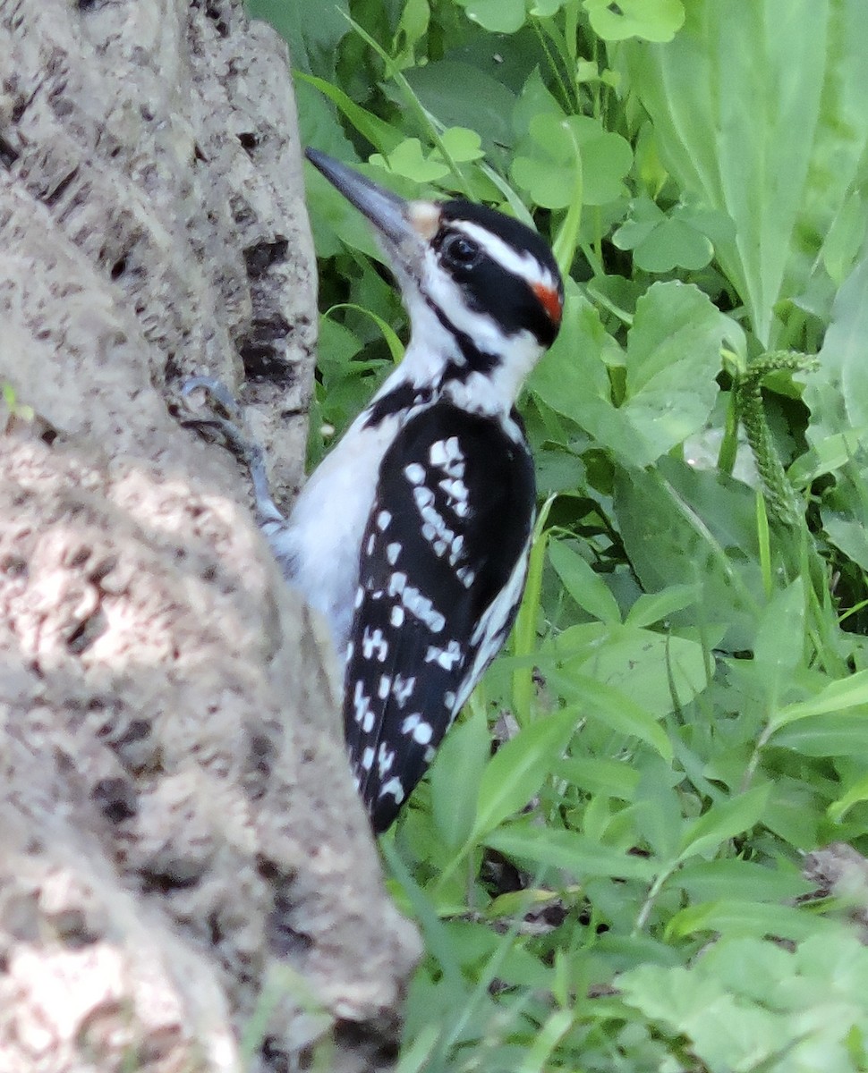 Hairy Woodpecker - ML245071461