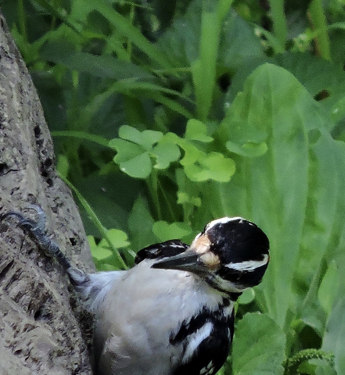 Hairy Woodpecker - ML245071471