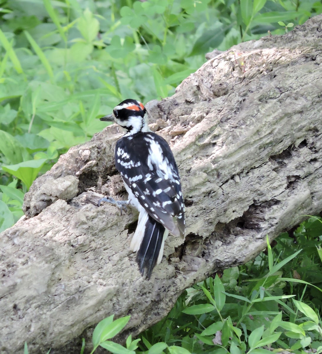 Hairy Woodpecker - ML245071491