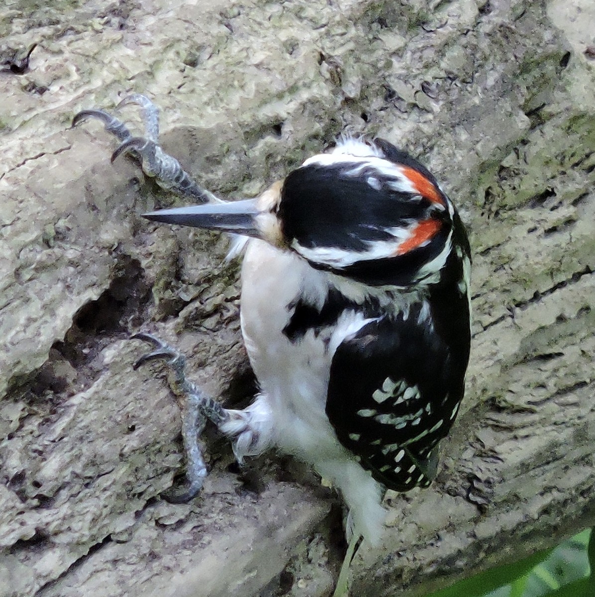 Hairy Woodpecker - ML245071521