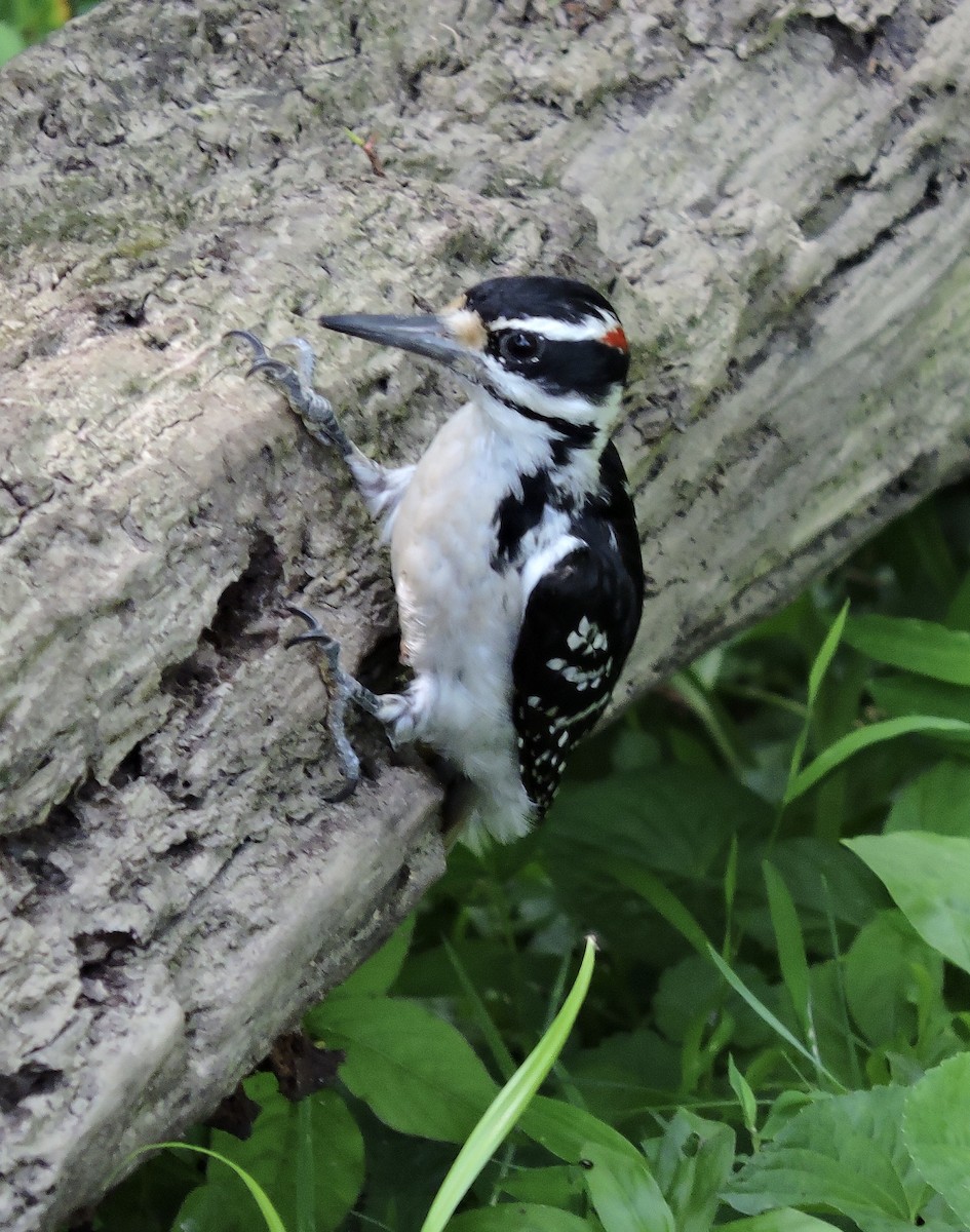 Hairy Woodpecker - ML245071541