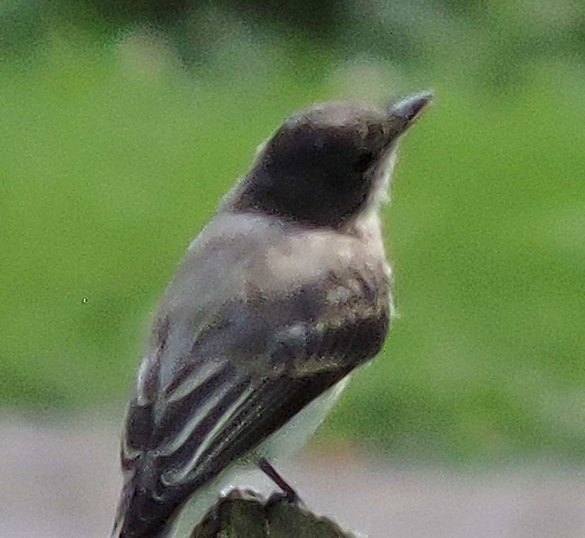 Eastern Phoebe - ML245071551