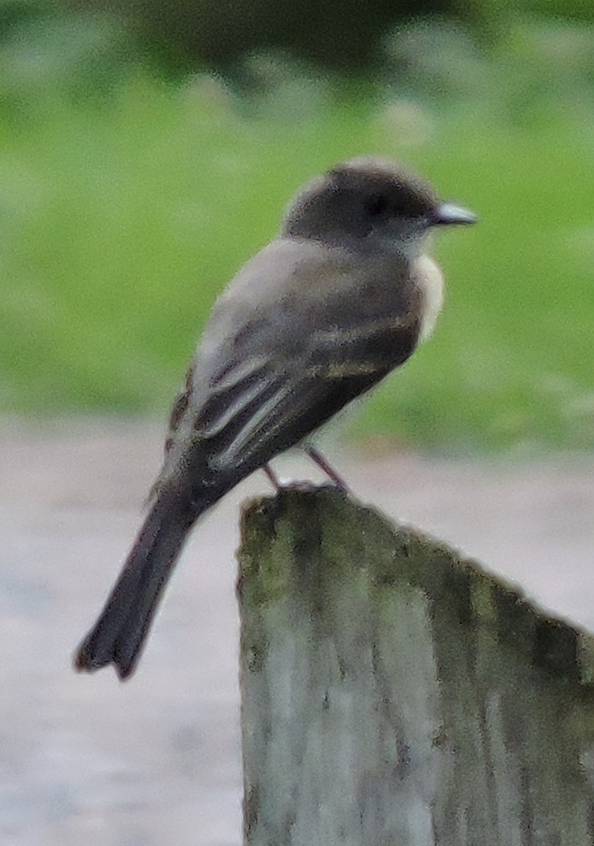 Eastern Phoebe - ML245071561