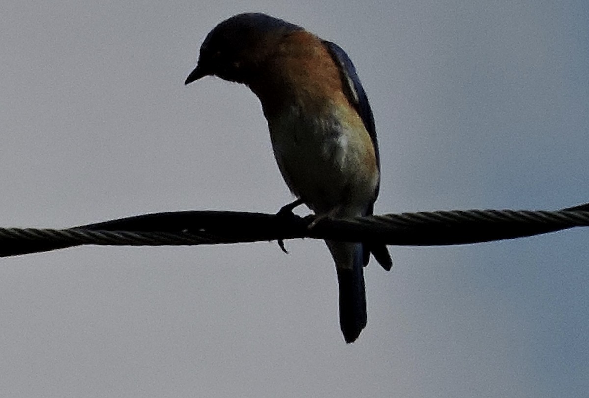 Eastern Bluebird - ML245071771