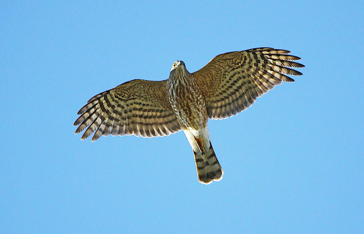 Sharp-shinned Hawk - ML245072451