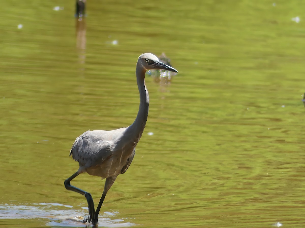 Reddish Egret - ML245074011