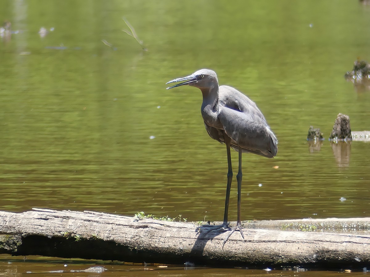 Reddish Egret - ML245074061