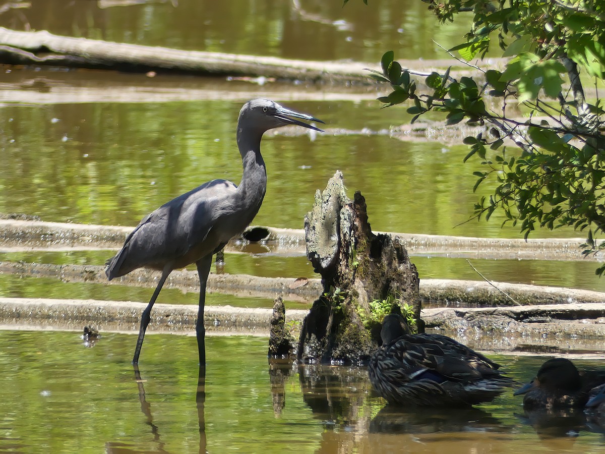 Reddish Egret - ML245074121