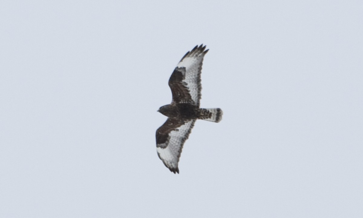 Rough-legged Hawk - Brian Sullivan