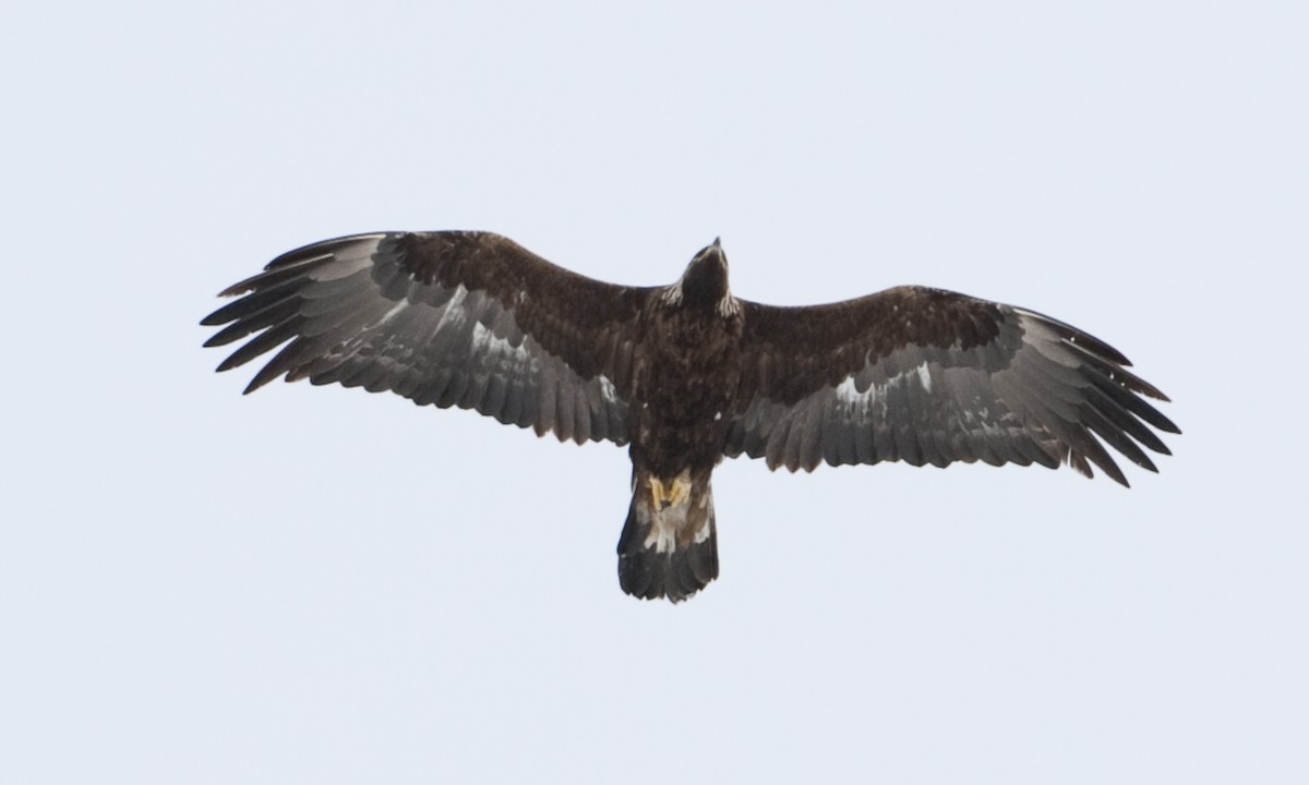 Golden Eagle - ML245074671