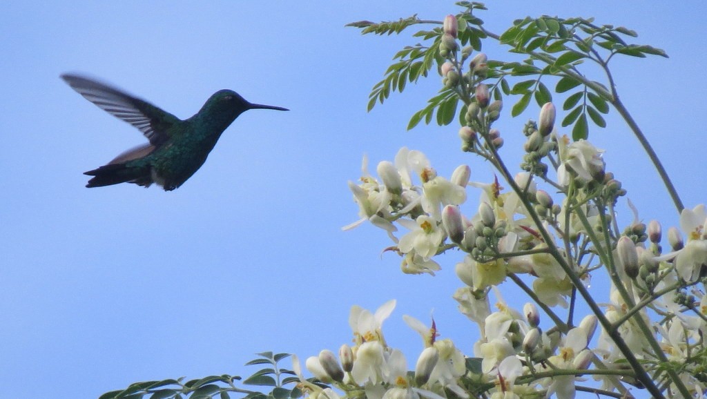 Glittering-throated Emerald - ML245075231