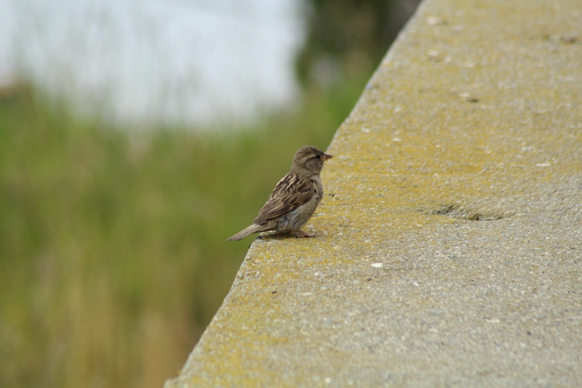 House Sparrow - ML245077861