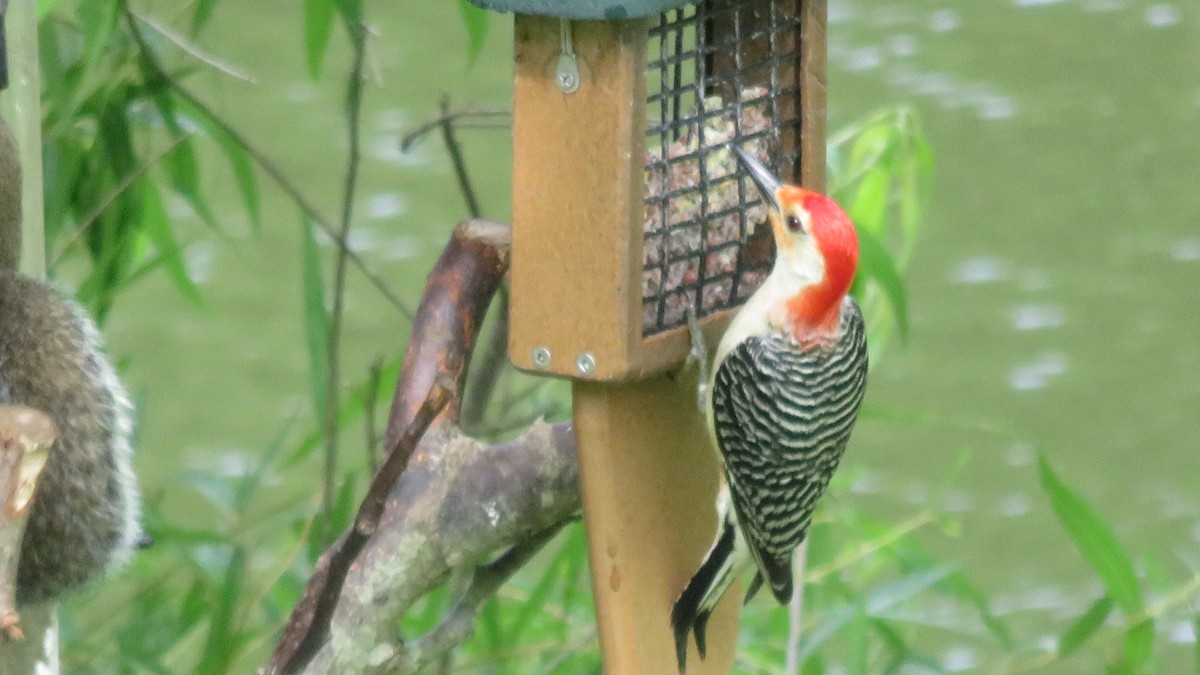 Red-bellied Woodpecker - Fran Loyd