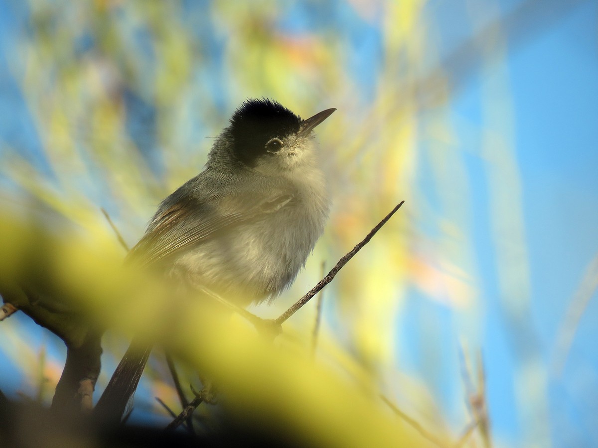 Black-tailed Gnatcatcher - ML245082411