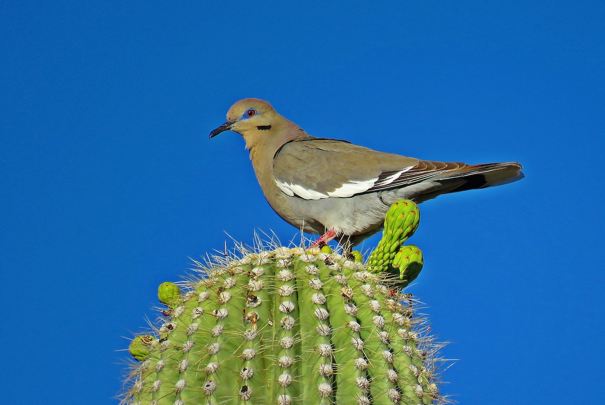 White-winged Dove - ML245082741