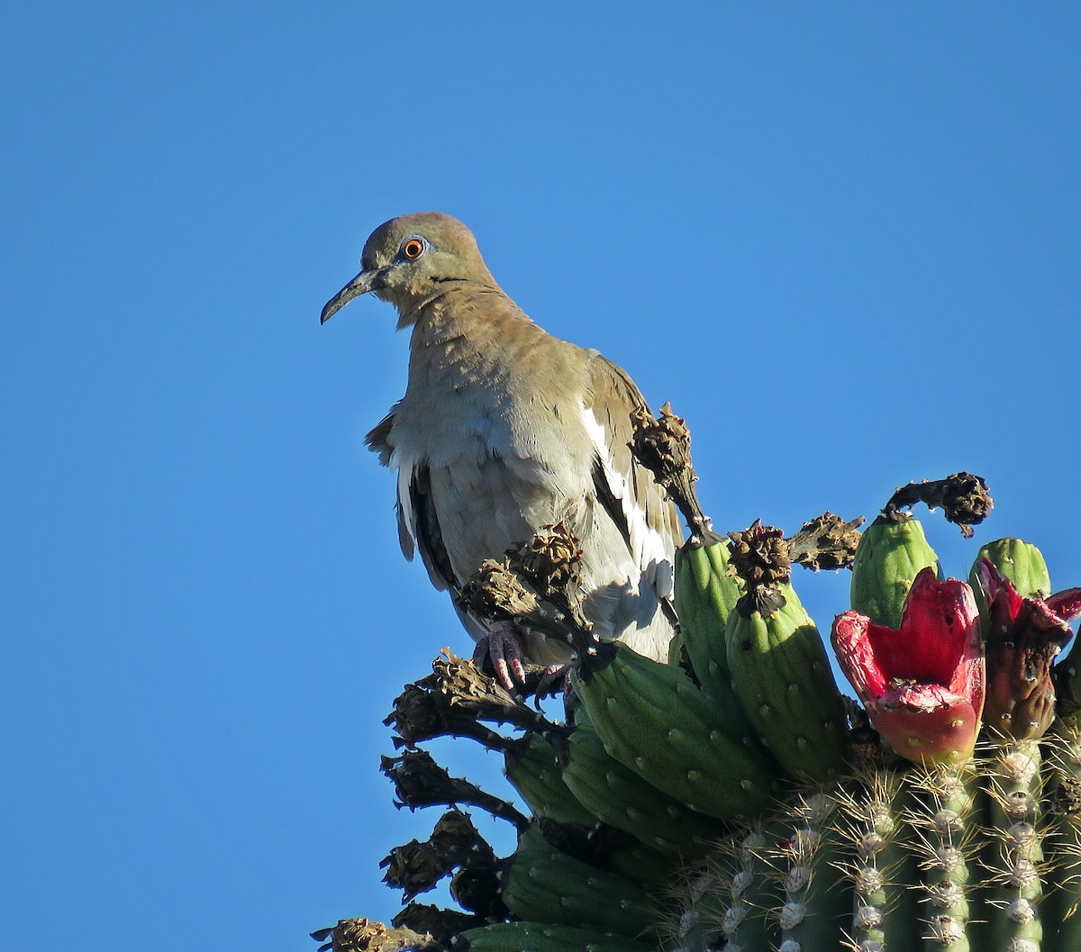 White-winged Dove - ML245082751