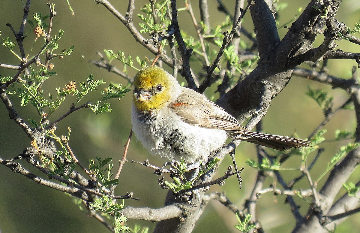 Pájaro Moscón Baloncito - ML245082961