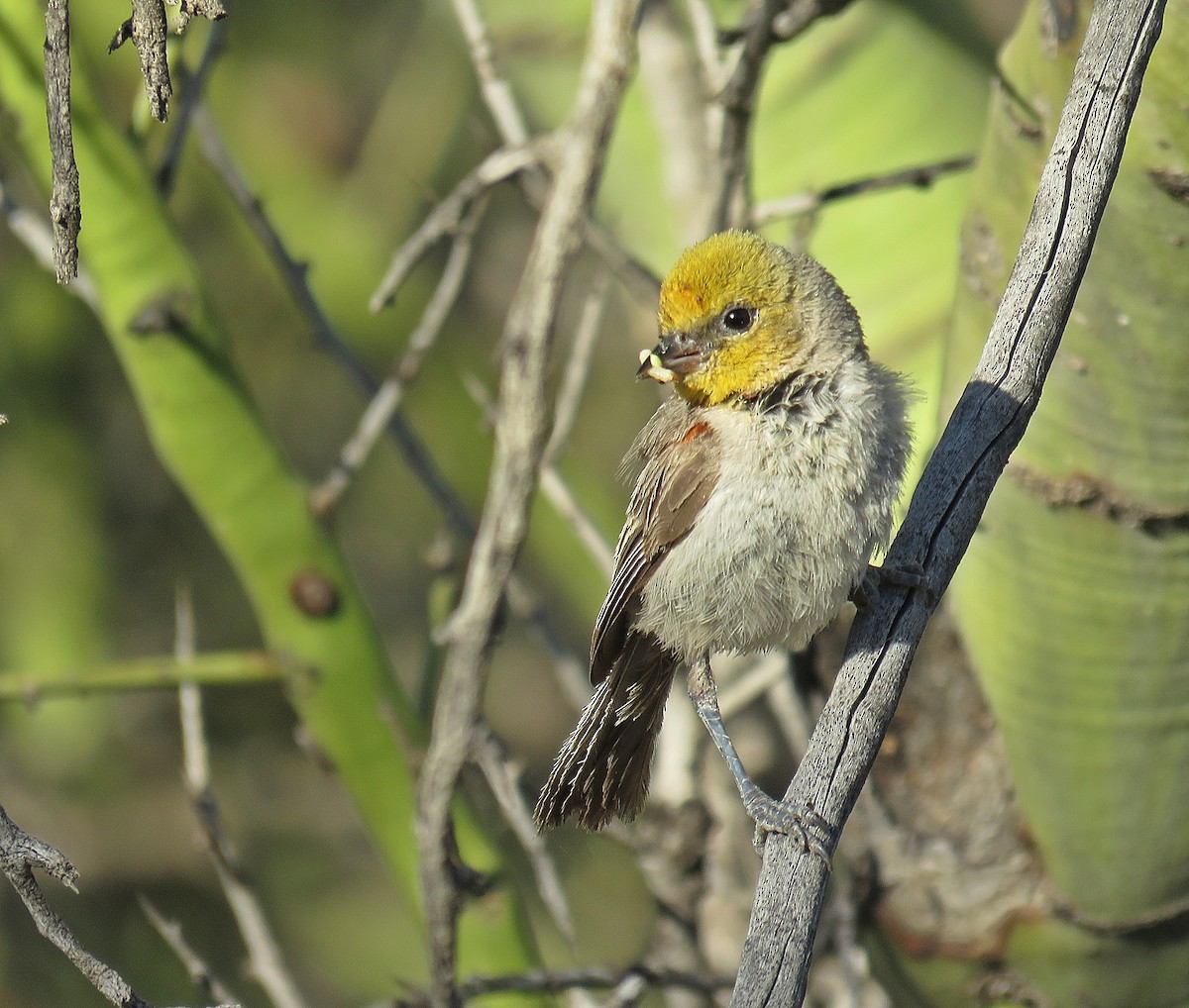 Pájaro Moscón Baloncito - ML245082981