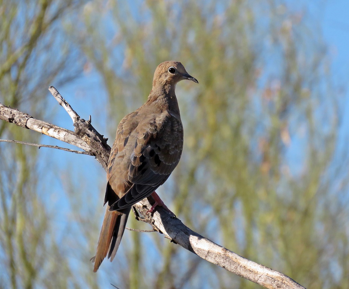 Mourning Dove - ML245083081