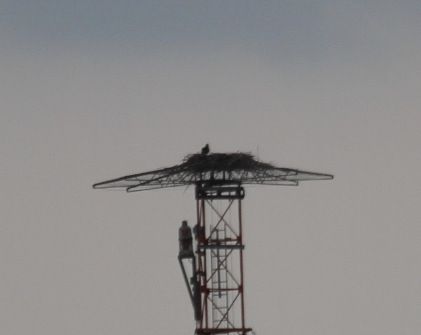 Osprey (carolinensis) - ML245083921