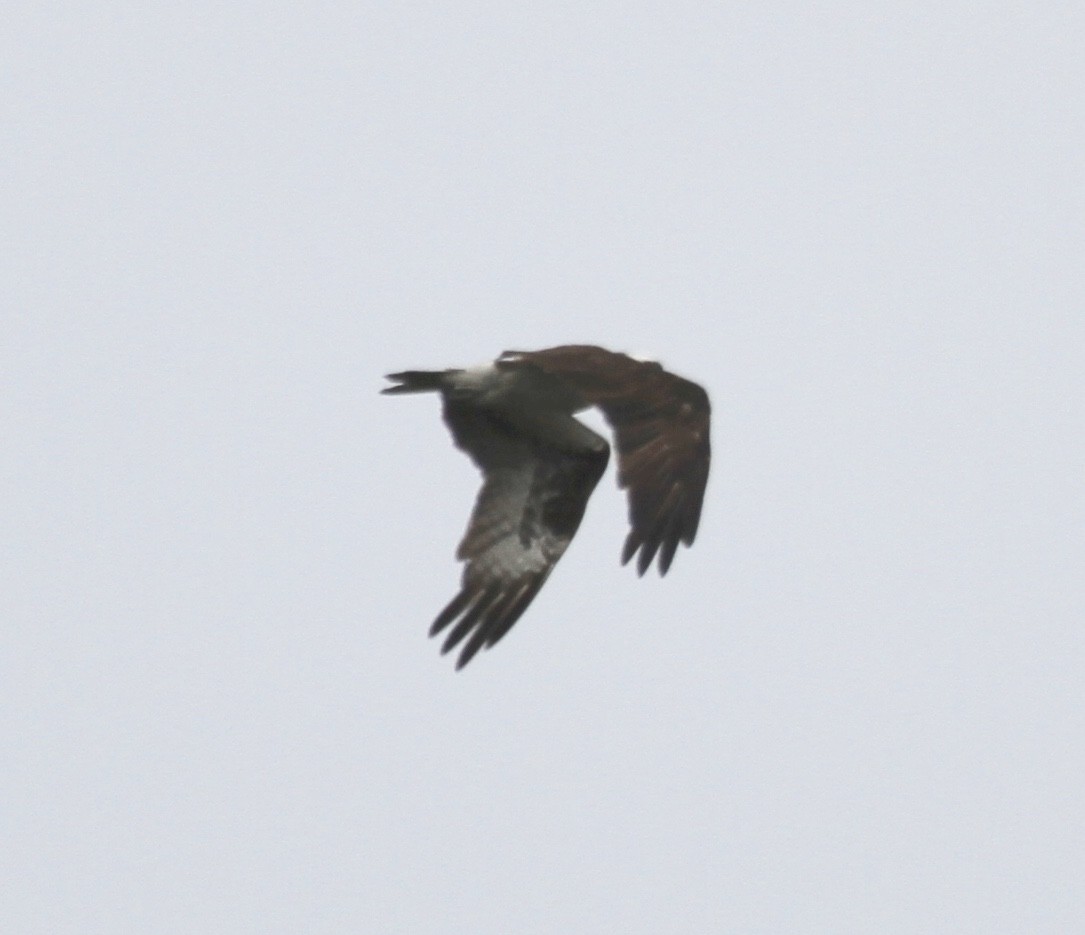 Balbuzard pêcheur (carolinensis) - ML245084241