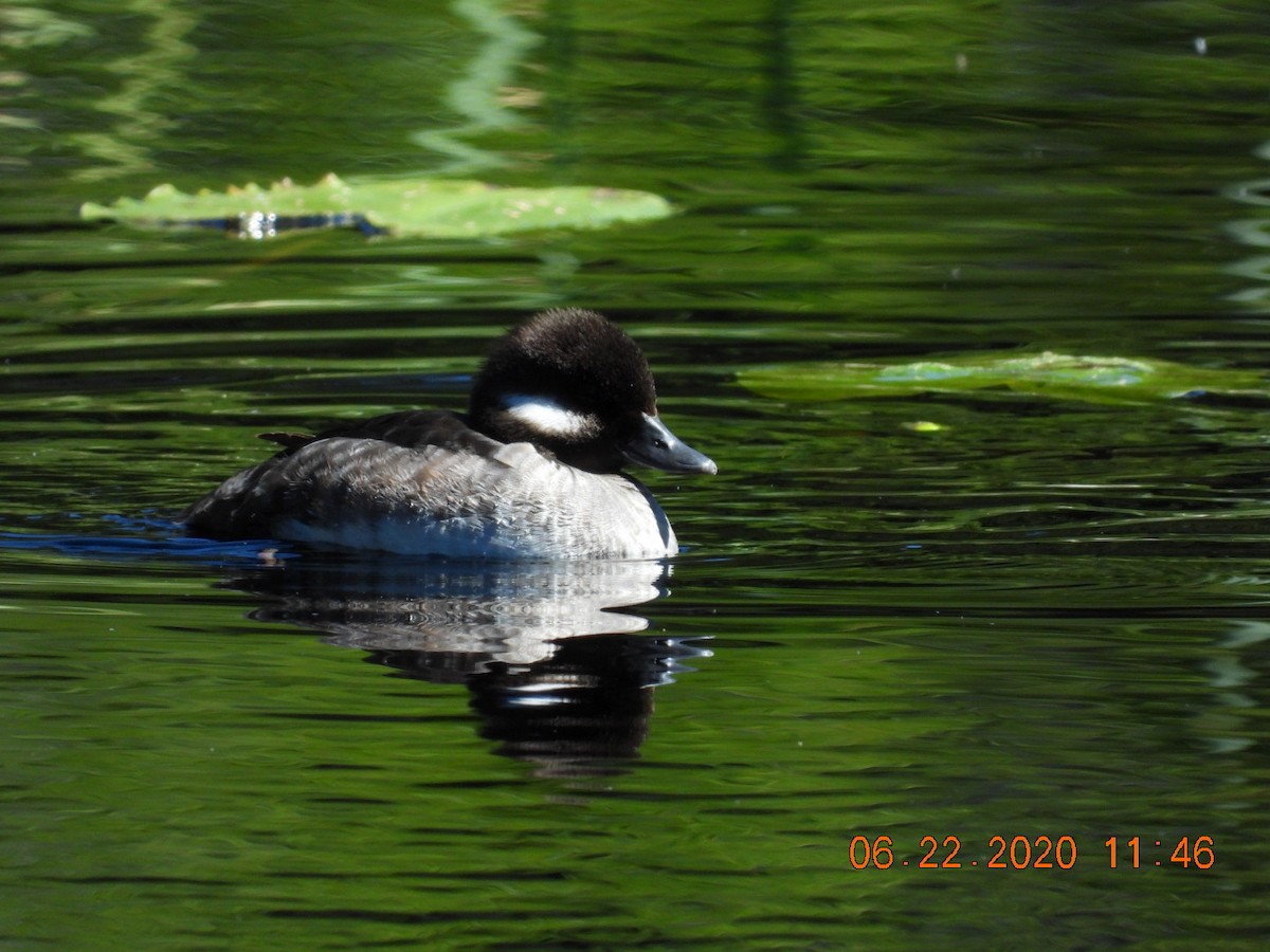 Bufflehead - Katy Knight