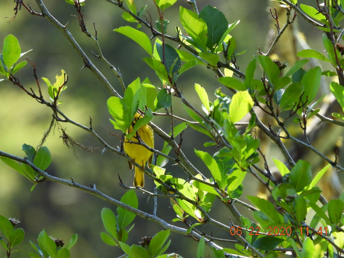 Yellow Warbler - Katy Knight