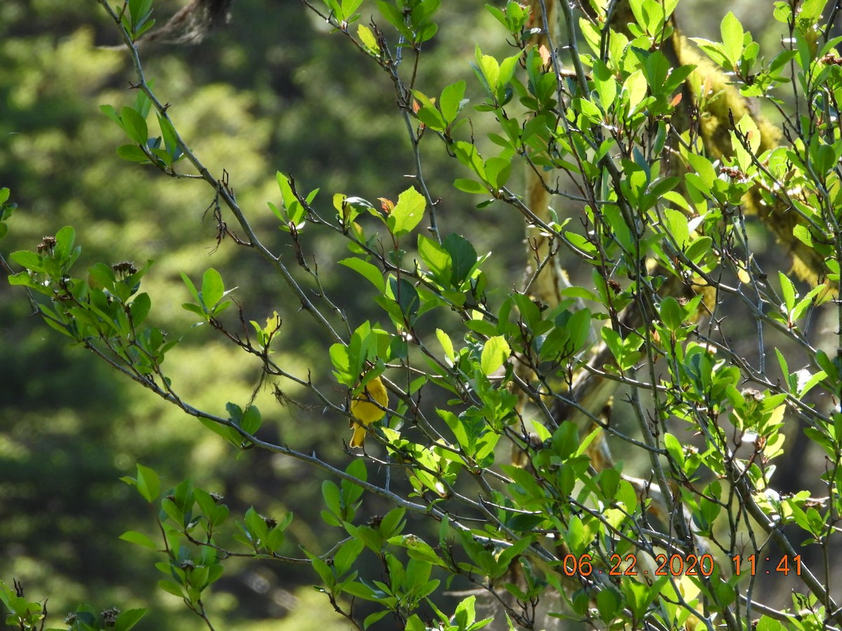 Yellow Warbler - Katy Knight