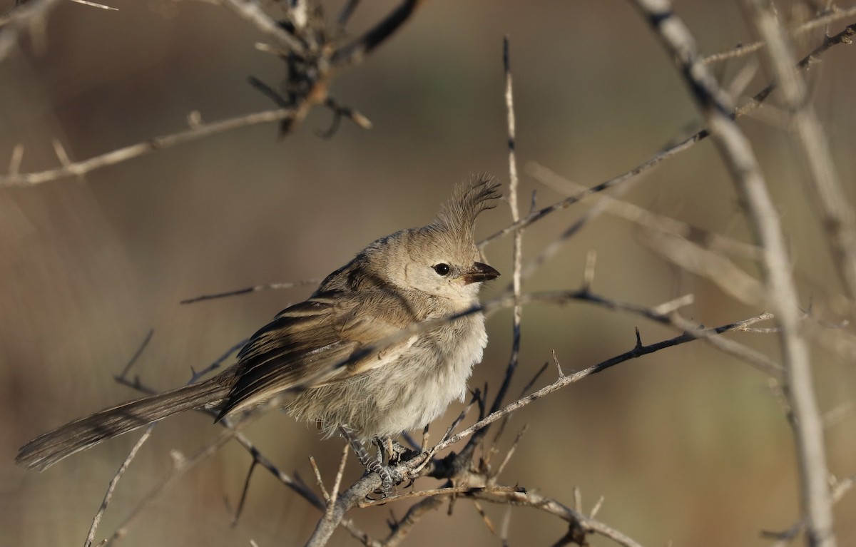 Chirruping Wedgebill - ML245087581