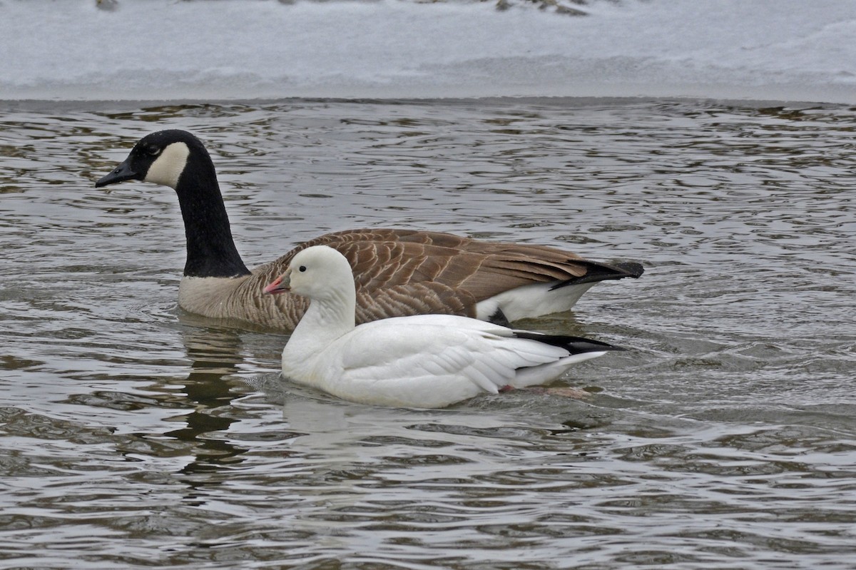 Ross's Goose - ML24508931