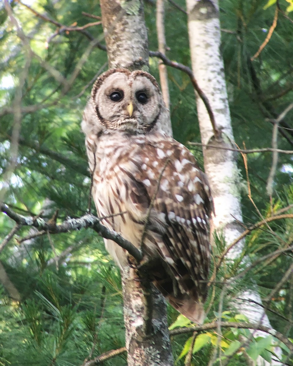 Barred Owl - ML245090111