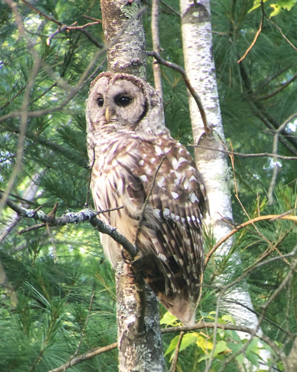 Barred Owl - ML245090121