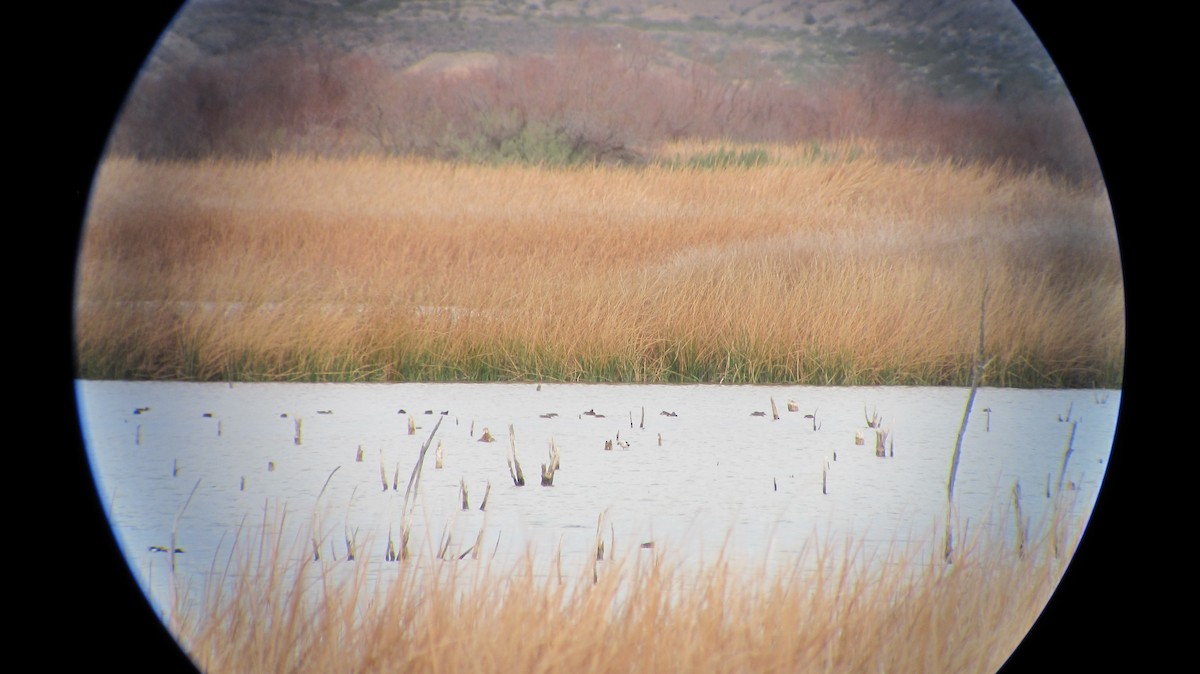 Avocette d'Amérique - ML24509261