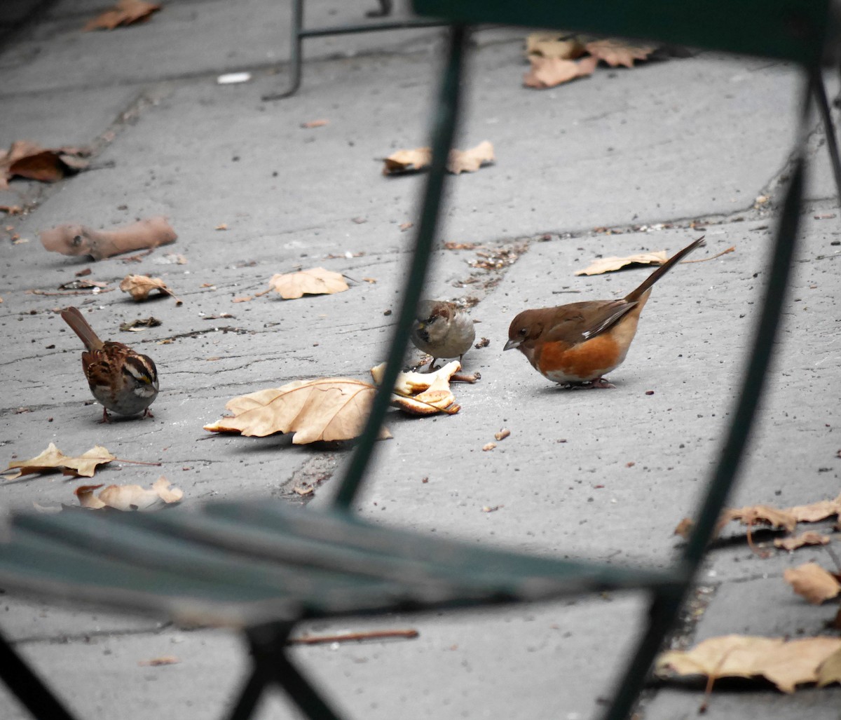 Eastern Towhee - Ed Gaillard