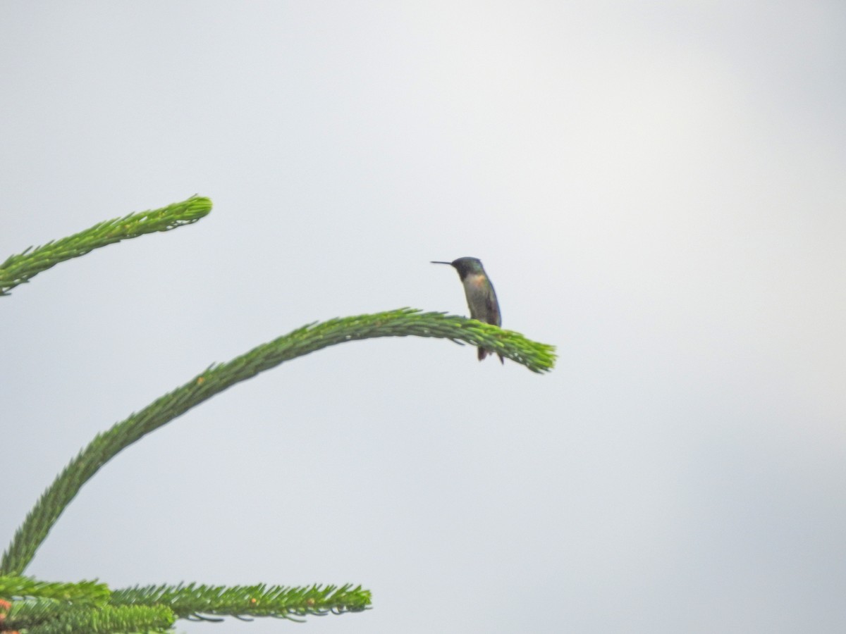 Ruby-throated Hummingbird - ML245098651