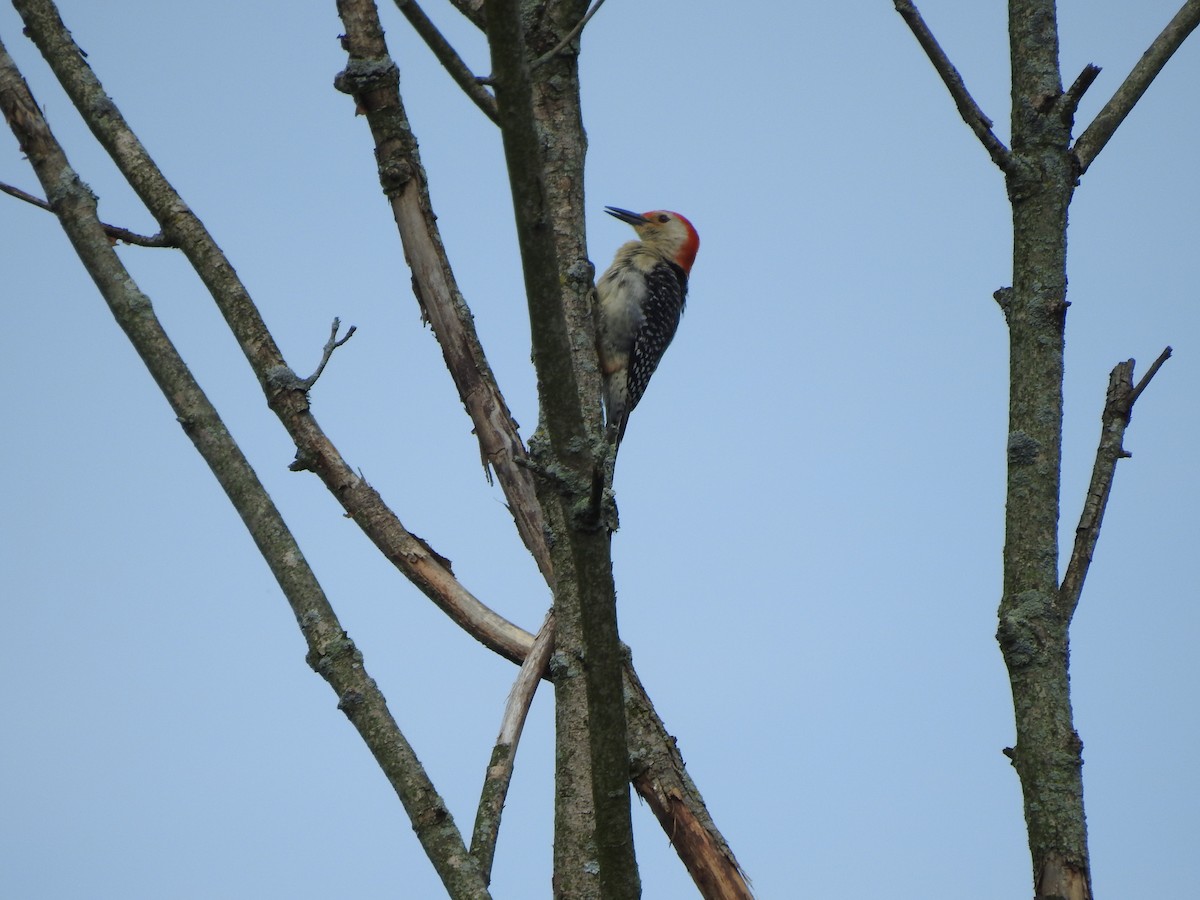 Red-bellied Woodpecker - ML245098791