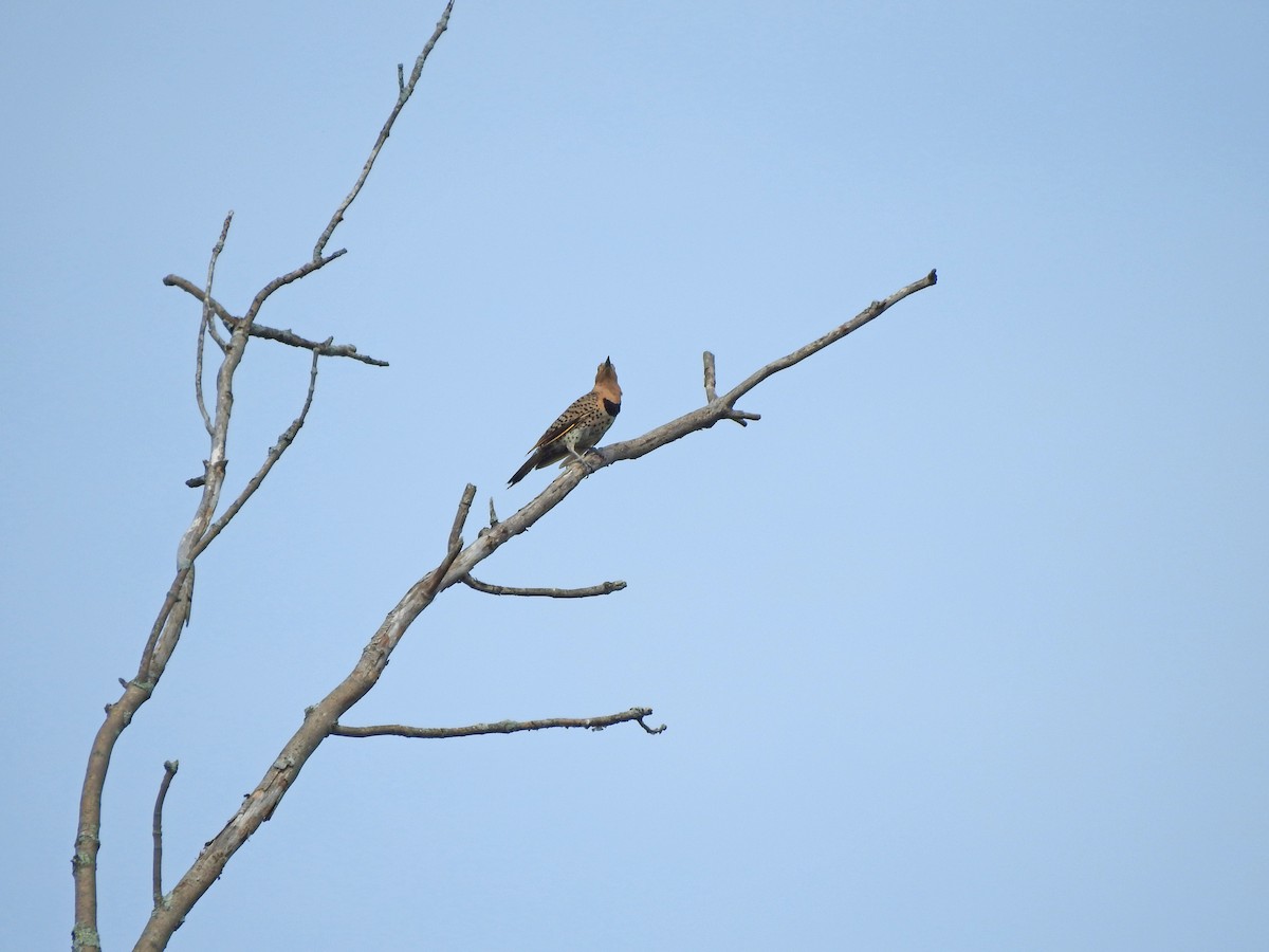 Northern Flicker - ML245098841