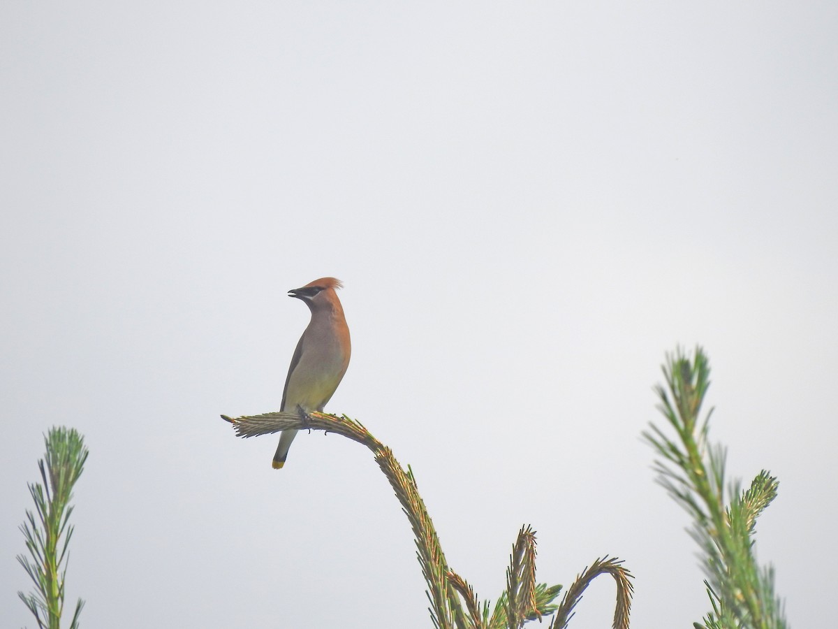 Cedar Waxwing - ML245098861