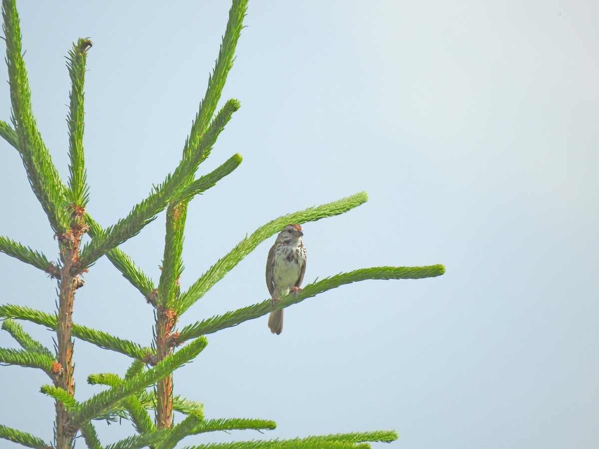 Song Sparrow - ML245099431