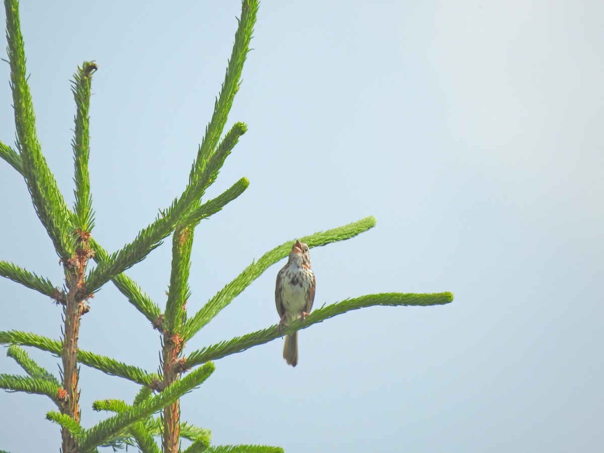 Song Sparrow - ML245099441