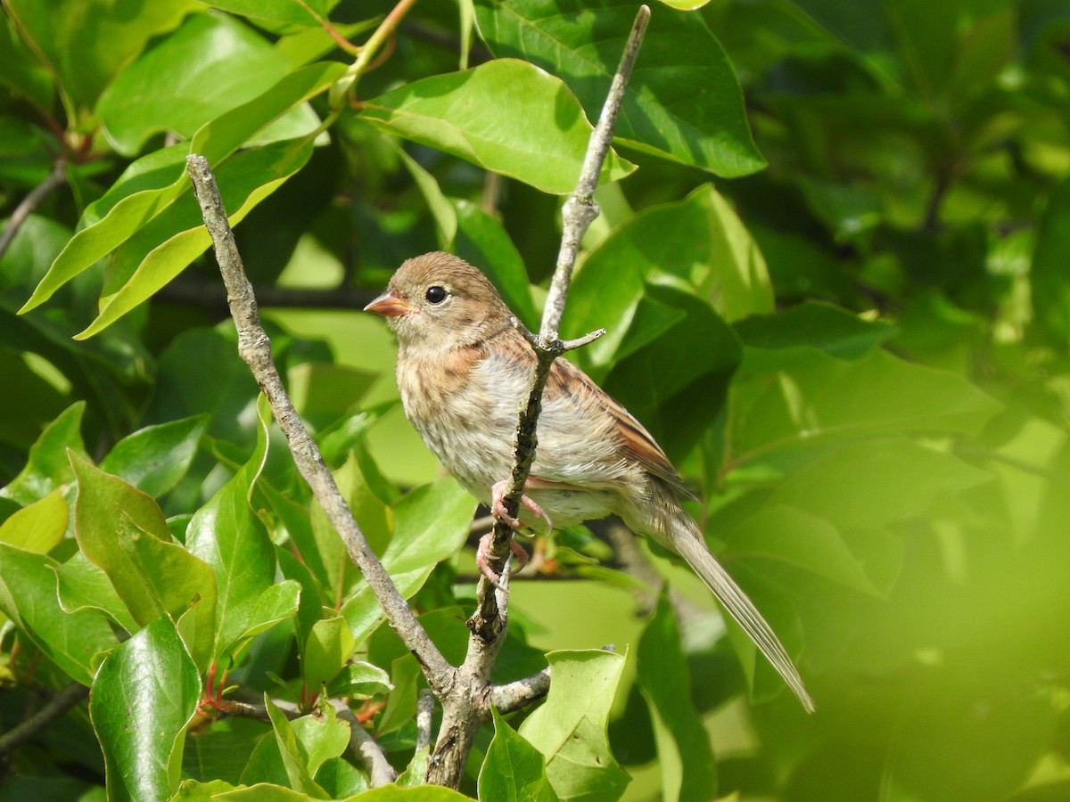 Field Sparrow - ML245099841