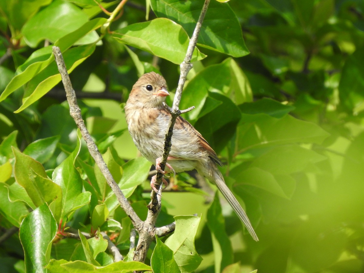 Field Sparrow - ML245099911