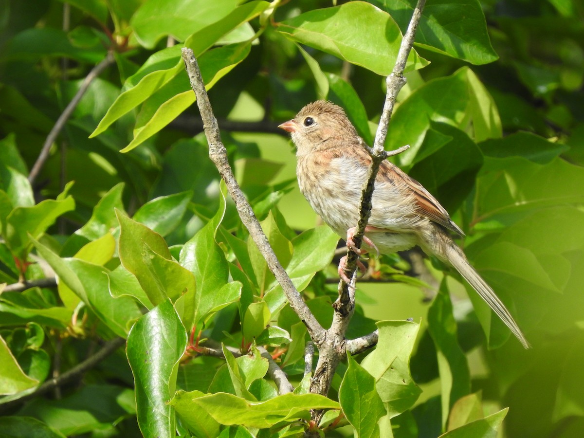 Field Sparrow - ML245099921