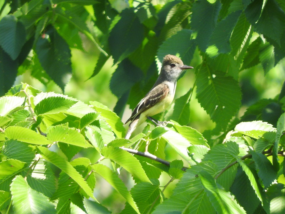 Great Crested Flycatcher - Scott Gibson